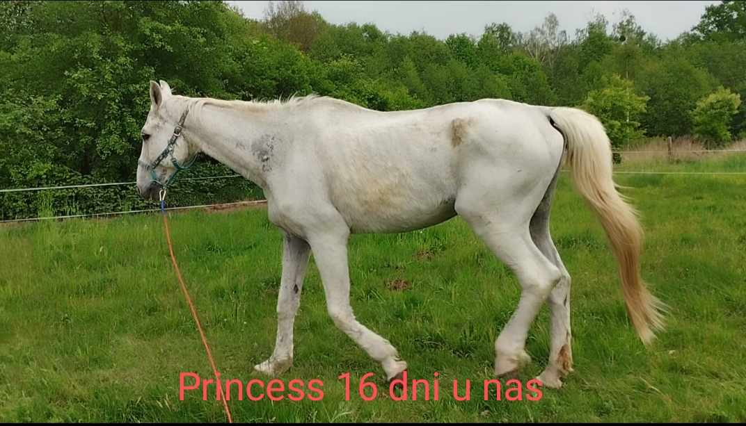 PrincessPo